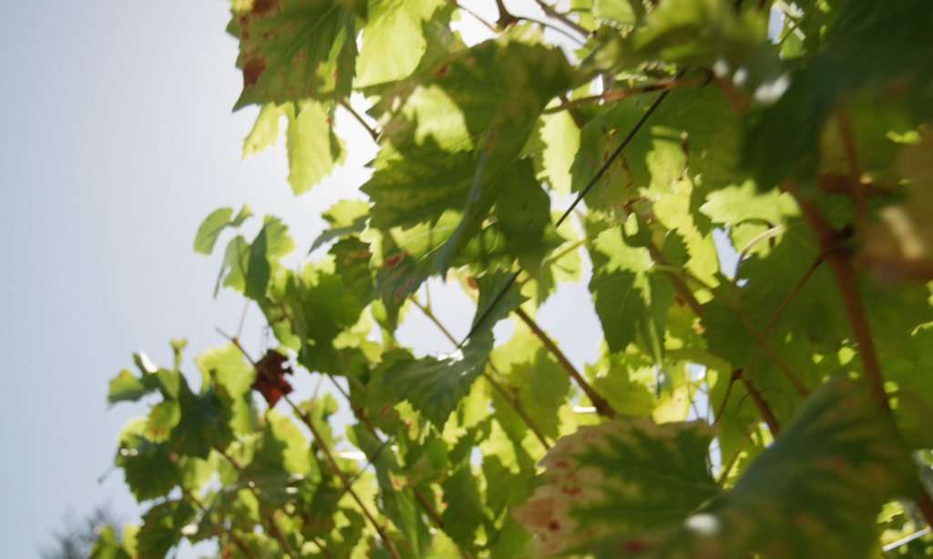 Joel Gott Wines - GOTT Napa Valley Cabernet Sauvignon Bottle