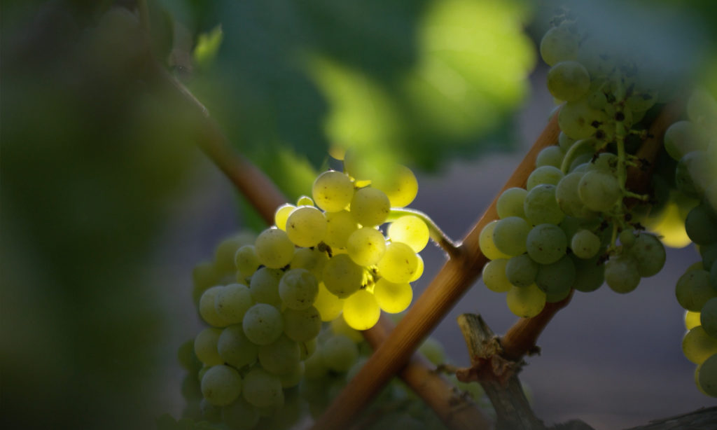 Joel Gott Wines - GOTT Sauvignon Blanc Photograph